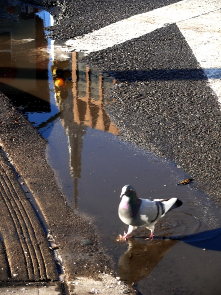 Juan Bernal "Pigeons and Reflections"