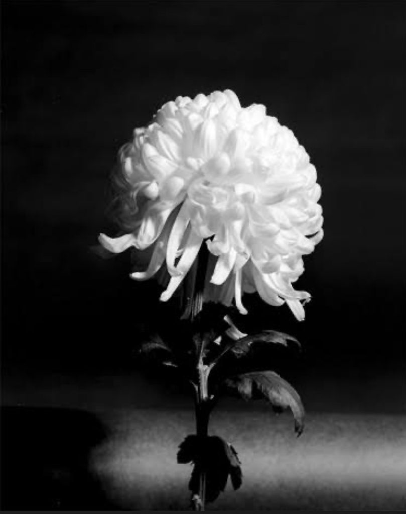 PHOTO BY David Bernstein, Chrysanthemum